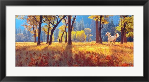 Framed Yosemite Park, California Print