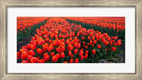 Framed Rows of Red Tulips in bloom, North Holland, Netherlands Print