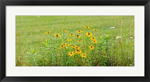 Framed Wildflowers, Portville, New York State Print