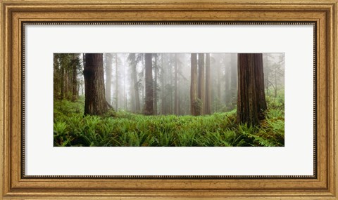 Framed Vine Maple Trees, Mt Hood, Oregon Print