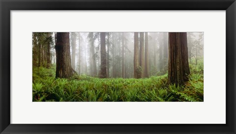 Framed Vine Maple Trees, Mt Hood, Oregon Print