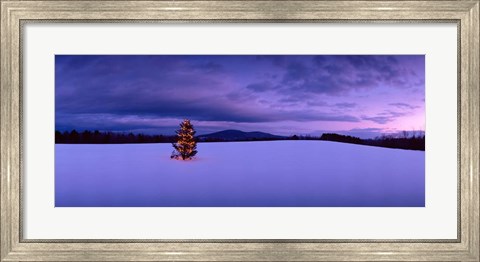 Framed Christmas Tree in the Snow, New London, New Hampshire Print