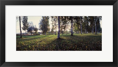 Framed Birch Trees, Imatra, Finland Print