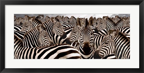 Framed Herd of Zebras Print