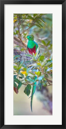 Framed Resplendent Quetzal, Costa Rica Print