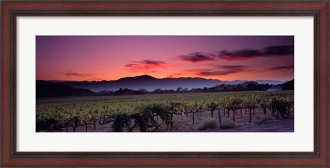 Framed Vineyard At Sunset, Napa Valley, California Print