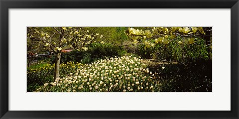 Framed Flowers in Central Park, Manhattan, New York City Print