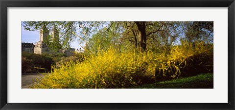 Framed Central Park in spring with buildings in the background, Manhattan, New York City, New York State, USA Print