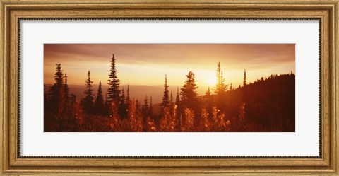 Framed Firweed At Sunset, Montana Print