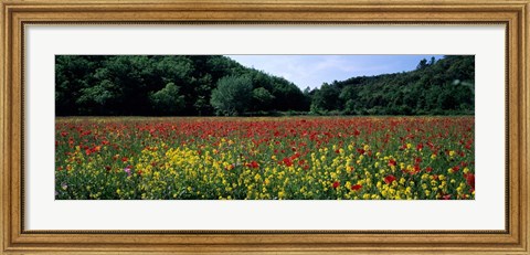 Framed Poppy Field, France Print