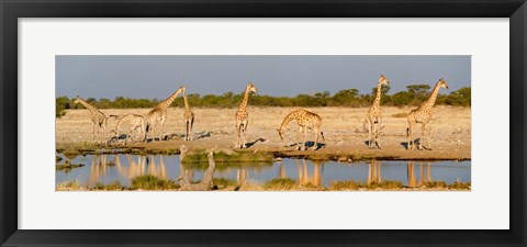 Framed Giraffes, Etosha National Park, Namibia Print