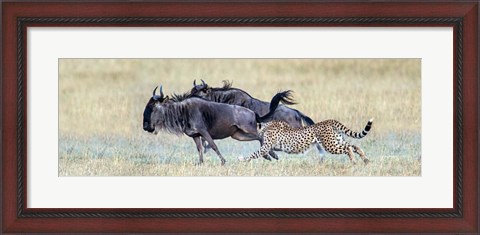 Framed Cheetah Serengeti National Park, Tanzania Print