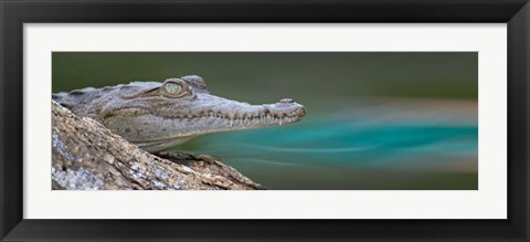 Framed American Crocodile, Costa Rica Print