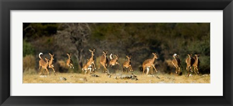 Framed Black-Faced Impala, Etosha National Park, Namibia Print