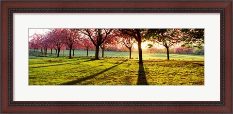 Framed Cherry Blossoms in a Park, England Print