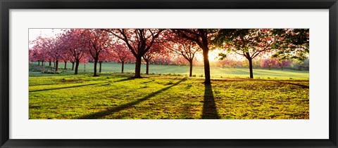 Framed Cherry Blossoms in a Park, England Print