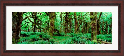Framed Rain Forest, Olympic National Park, Washington State Print