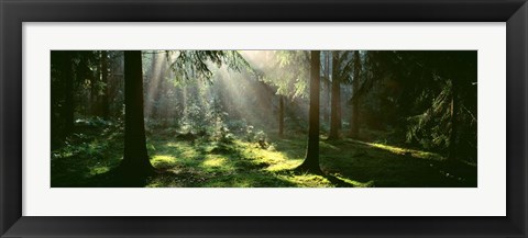 Framed Forest, Uppland, Sweden Print