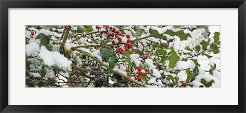 Framed Holly Berries Covered in Snow Print