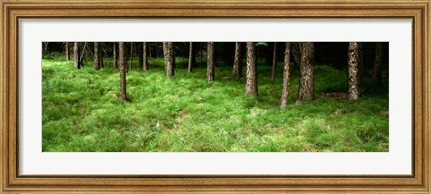 Framed Horsetail Grass, Alberta, Canada Print