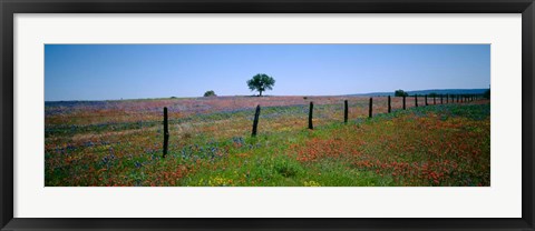 Framed Wildflower Field, Texas Print