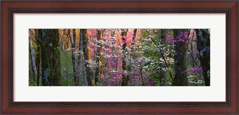 Framed Virginia, Shenandoah National Park Print