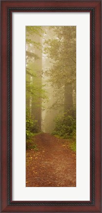 Framed Redwood National Park California Print