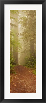 Framed Redwood National Park California Print