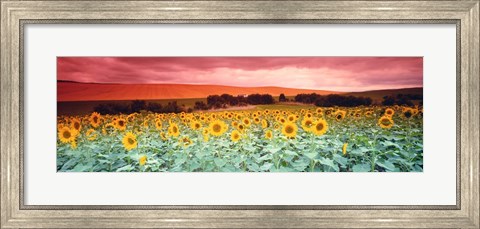Framed Sunflowers, Corbada, Spain Print