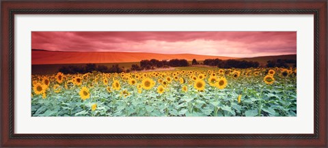 Framed Sunflowers, Corbada, Spain Print