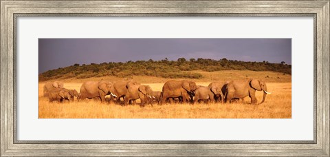 Framed Elephant Herd, Kenya, Maasai Mara Print