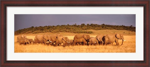 Framed Elephant Herd, Kenya, Maasai Mara Print
