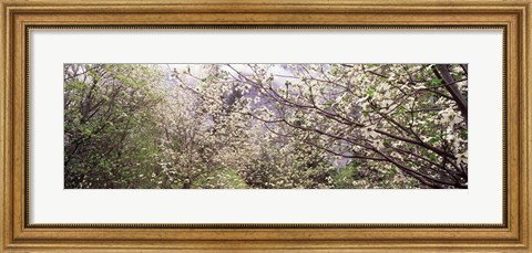 Framed Dogwood Trees, Yosemite National Park, California Print