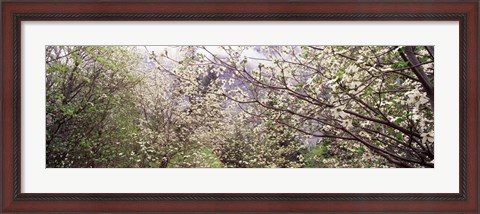 Framed Dogwood Trees, Yosemite National Park, California Print