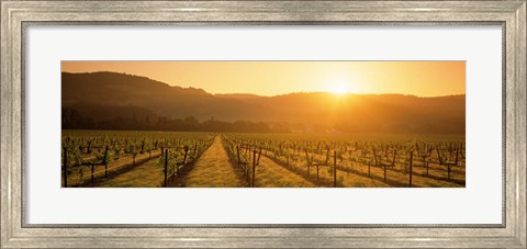 Framed Napa Valley Vineyard, California Print