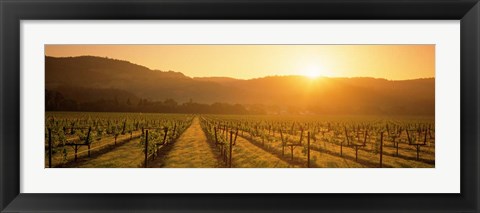 Framed Napa Valley Vineyard, California Print
