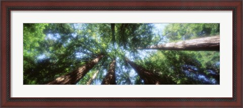 Framed Muir Woods, Redwoods, CA Print