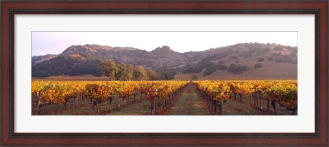 Framed Stag&#39;s Leap Wine Cellars, Napa Valley, CA Print