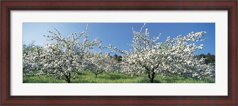 Framed Apple Blossom Trees, Norway Print