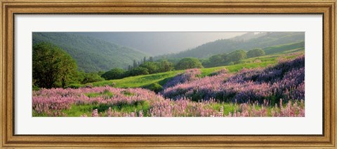 Framed Yellowstone National Park in Spring, WY Print