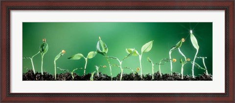 Framed Sweet Pepper Print