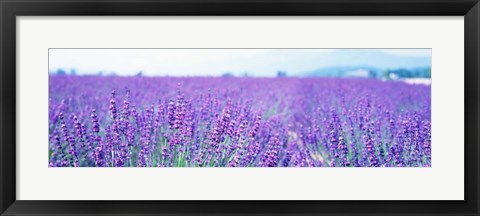 Framed Lavender Field in Japan Print