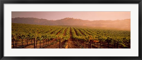 Framed Vineyard in Geyserville, CA Print