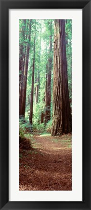 Framed Redwood Trees, St Park Humbolt, CO Print