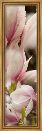 Framed Water Drops on Pink Magnolias Print