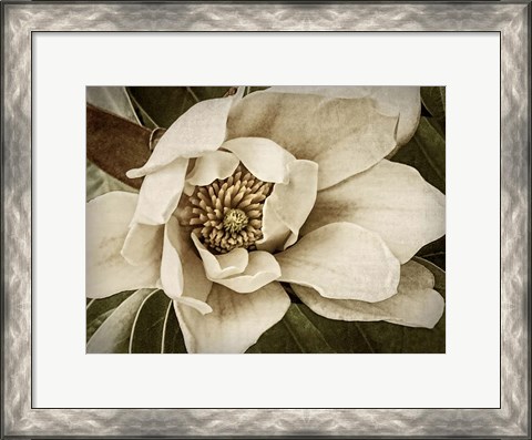 Framed Classic Magnolia I Print
