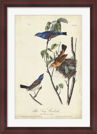 Framed Blue Song Grosbeak Print