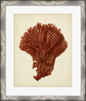 Framed Antique Red Coral I Print