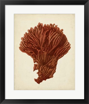 Framed Antique Red Coral I Print