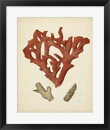 Framed Antique Red Coral II Print